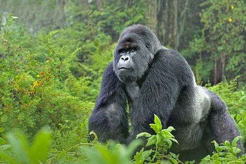 uganda_gorilla