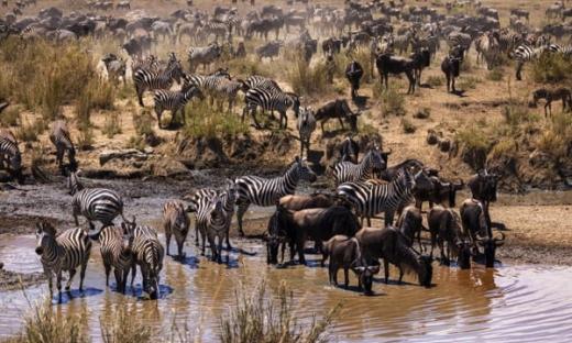 Experience the Great Migration